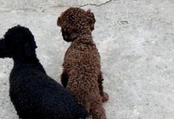 配狗视频,跟随镜头，见证狗狗们的欢乐时光